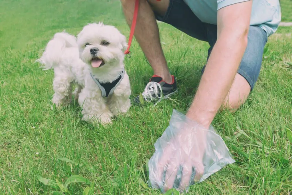 dog owner picking up poop in bag