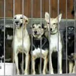 dogs in animal shelter