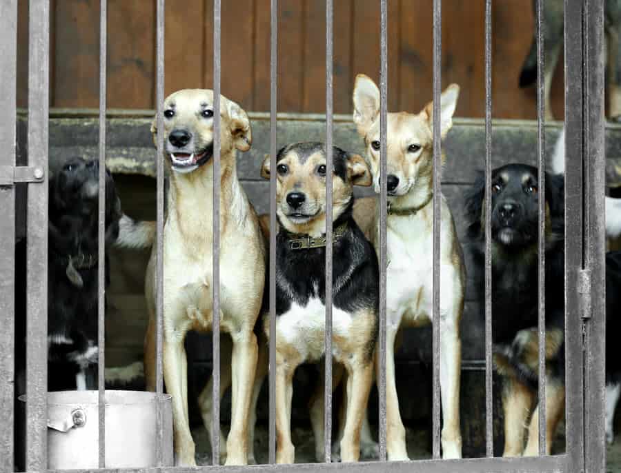 dogs in animal shelter