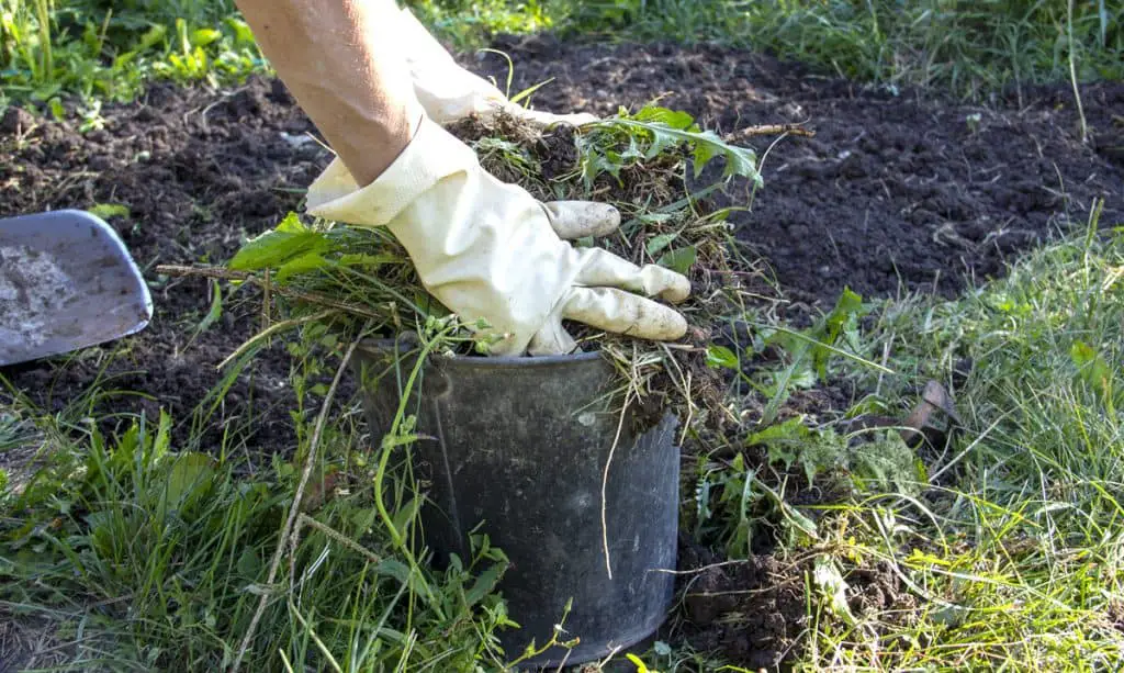 garden weeds in bucket for composting