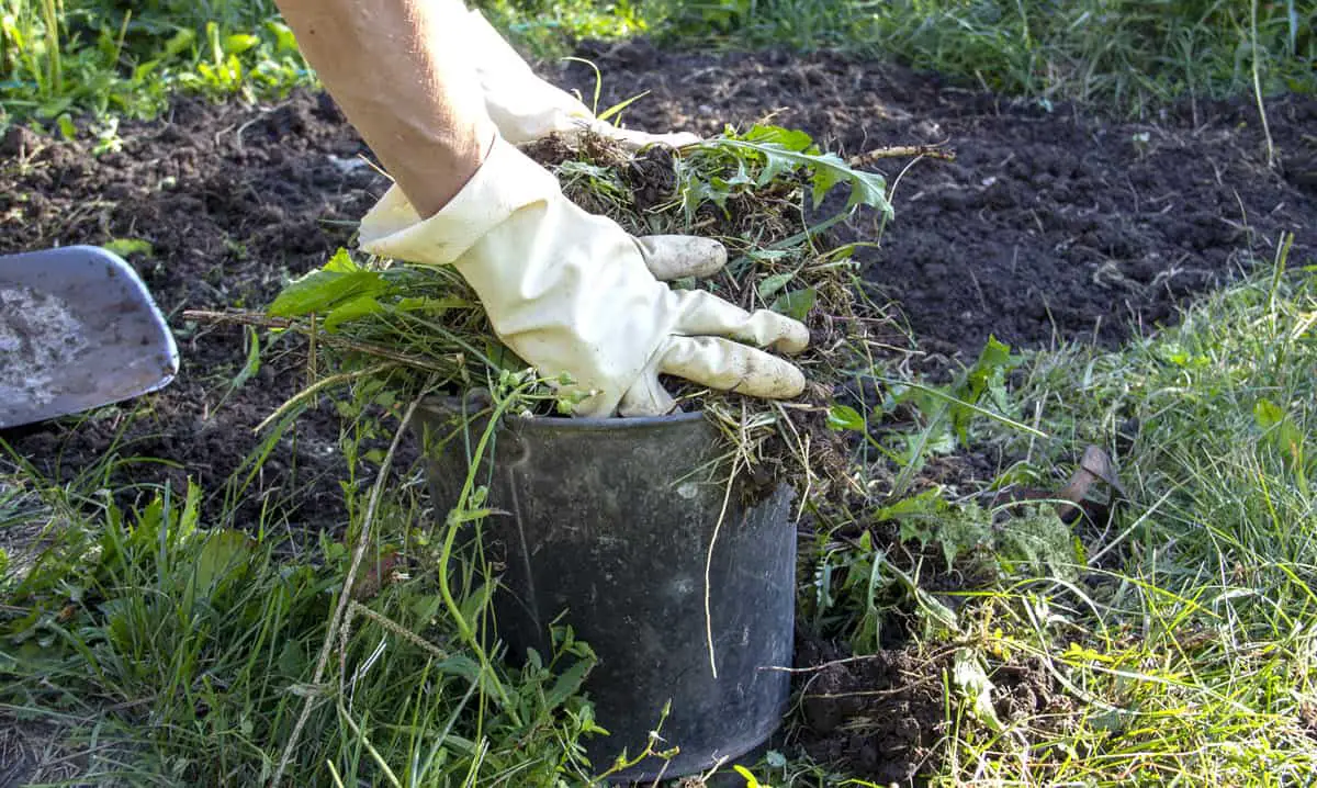 Can You Compost Garden Weeds?