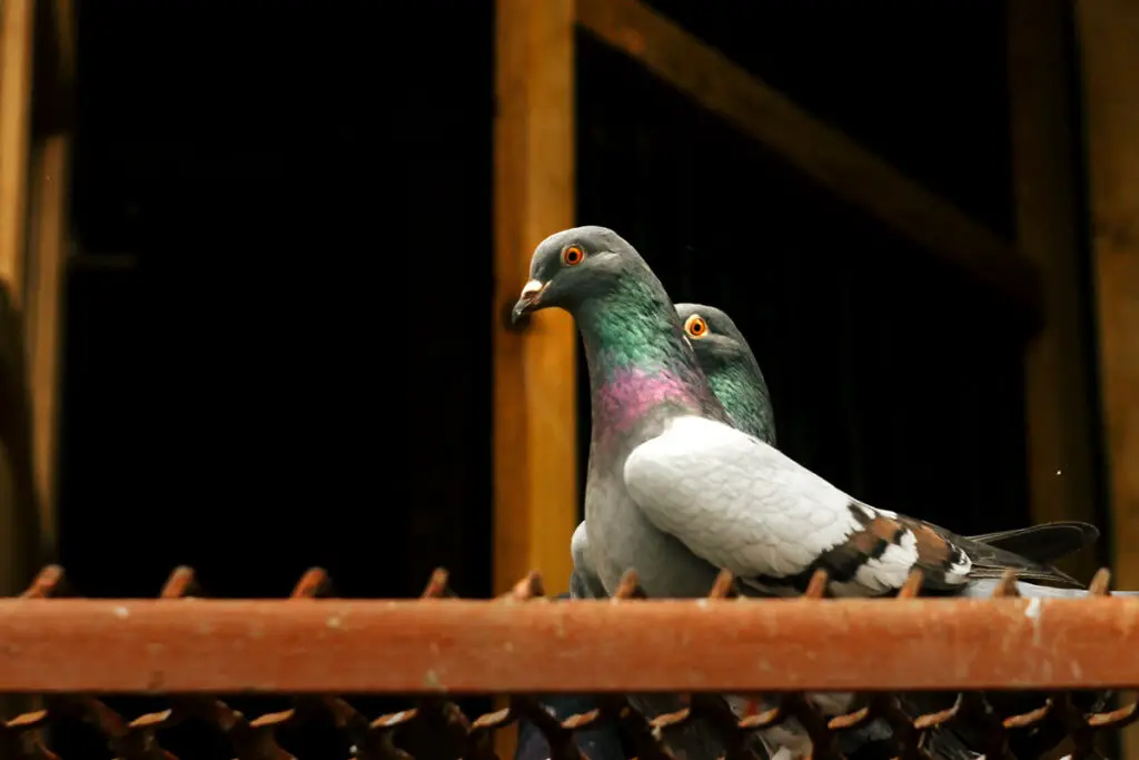 birds in the loft