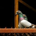 birds in the loft