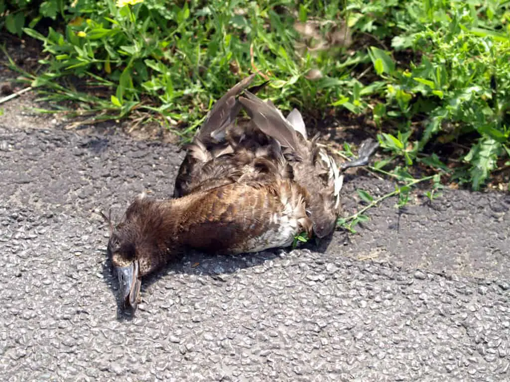 dead bird on ground next to grass