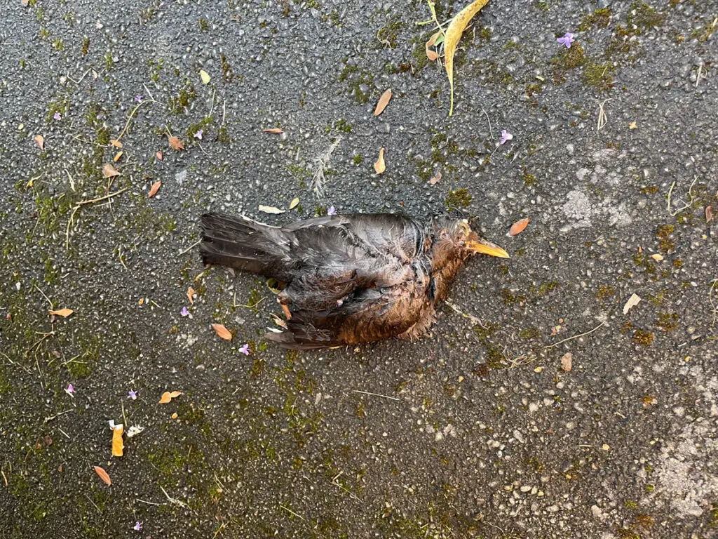 dead bird on pavement