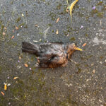 dead bird on pavement